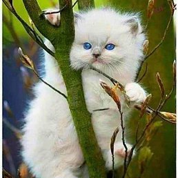 ���� �������, ������, 35 ��� - ��������� 7 ������� 2023