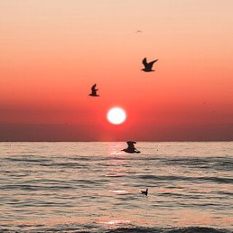 �������, ���, 58 ���