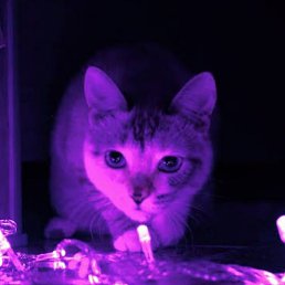 Ridika, , 25 