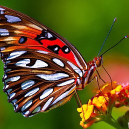 ����, ������