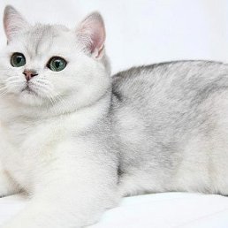 ���� �����, ����� - ��������� 9 ������ 2022