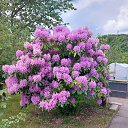  Larisa,  -  13  2022    