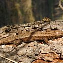  Vadim, , 63  -  27  2022    