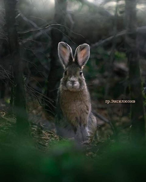 :) Я думал, это анекдот, ан - нет. Приятель пожаловался, что жена, пообещав ему секс с утра, ...