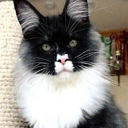 �����, �����-���������, 28 ���