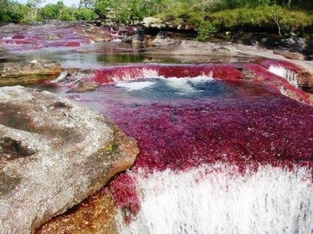   ().  (Cao Cristales)    ,    ...