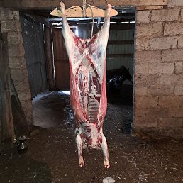 , , 43 