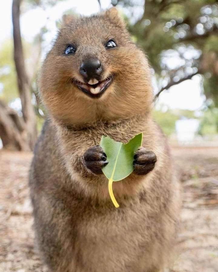 :) -    