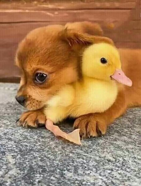  )
