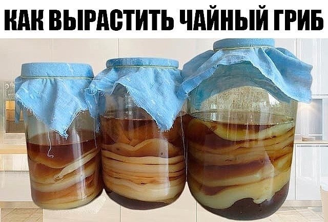 Чайный гриб рецепт с фото, как приготовить на tdksovremennik.ru