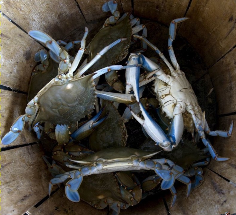   ,  crab bucket theory     .  ,  ,  ...