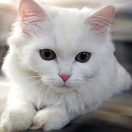 �������, ������, 56 ���