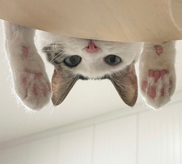 ?  , ?!