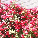 ���� ���������, ���������, 58 ��� - ��������� 17 ���� 2022