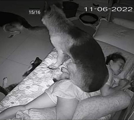 Пес, которого вырастили и воспитали котики)
