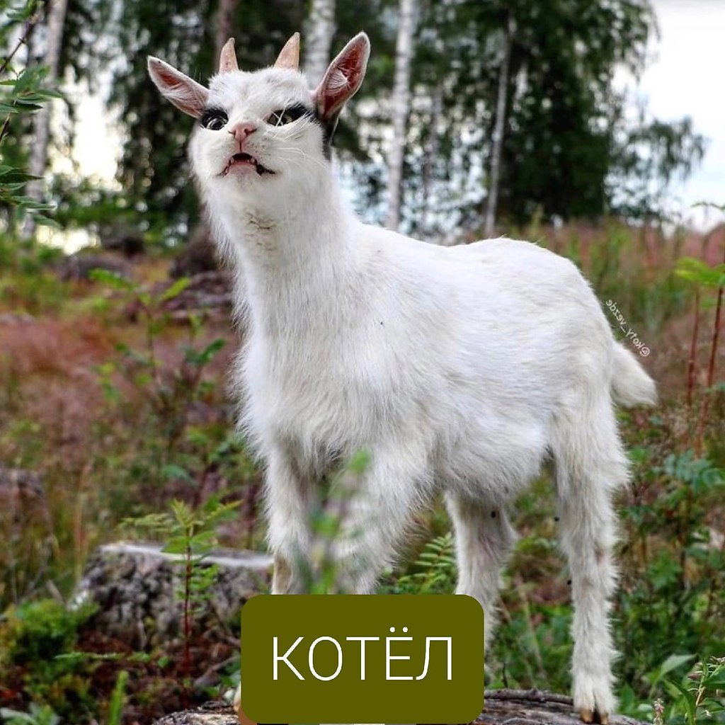   py,   