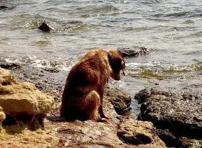 Собачья верность.Старый пес неподвижно сидел среди скал на берегу моря. Я давно наблюдал за ним. Пес ...
