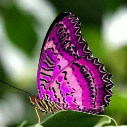 ��������, ������������, 33 ����