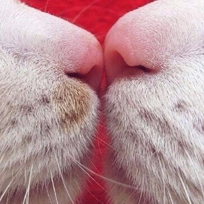 Просто кошачьи носики. Никаких цитат, музыкальных подборок, никакого тонкого юмора и социальной ...