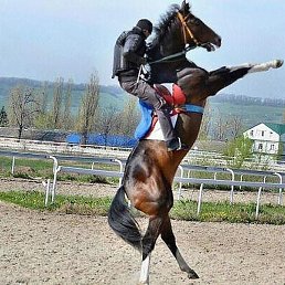 �����, �����-���������, 50 ���