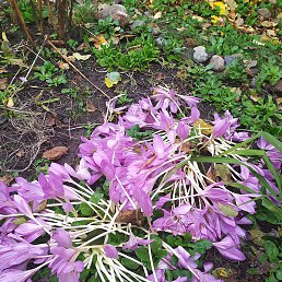 ����, ������, 67 ���