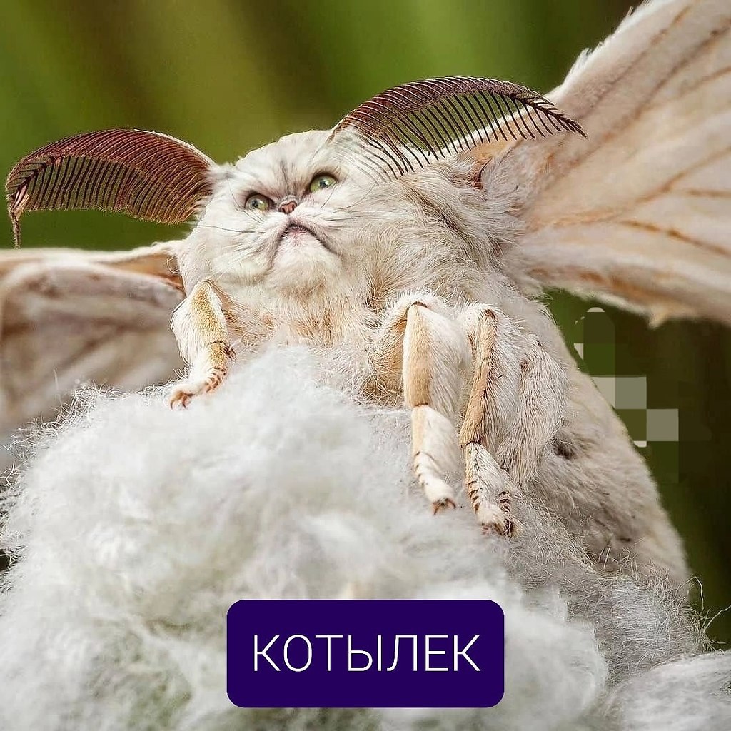   py,    - 4