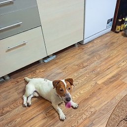 �������, ���������, 36 ���