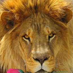 A, ���������, 54 ����