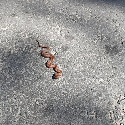 ��������, �����-���������, 45 ���