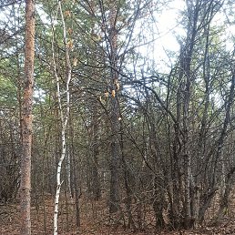 ���, �����, 35 ���