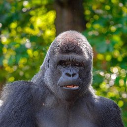 ����, ���������, 37 ���