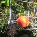 ���� Ded, ������, 59 ��� - ��������� 18 ������� 2023 � ������ ���� ����������
