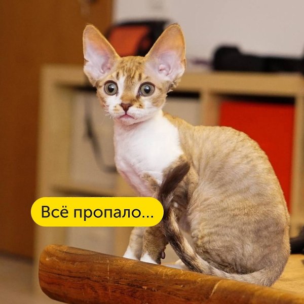 Когда поняла, что забыла купить розовую воду для борща. #юмор@foodrumedia