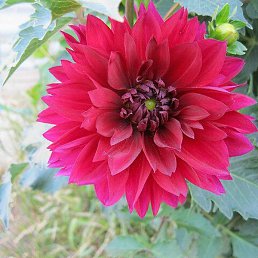 �atyana, ������, 68 ���