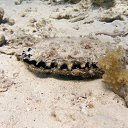  Tiger, , 72  -  28  2023   memory Hurghada