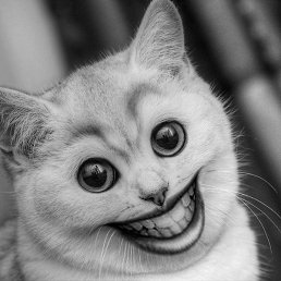 Tilda, ����������, 54 ����