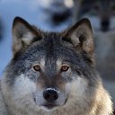 ���� Leonid, �������, 84 ���� - ��������� 15 ������� 2023