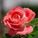 ���� Svetlana, �����-���������, 70 ��� - ��������� 25 ����� 2023 � ������ ���� ����������