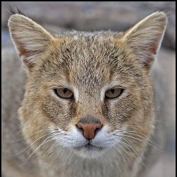 �����, ����-�����������, 41 ���