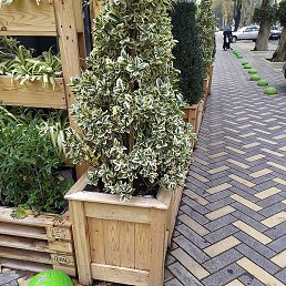 Salim, �������, 39 ���