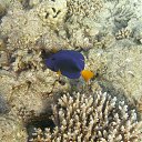  Tiger, , 72  -  28  2023   memory Hurghada