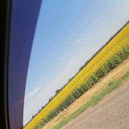 ����, ��������-��-������, 39 ���