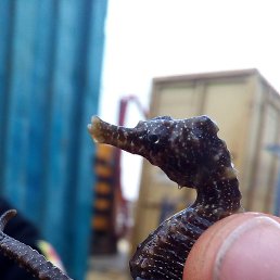 ��������, ������, 69 ���