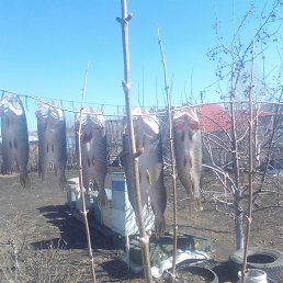 ���� ����, ���������, 85 ��� - ��������� 12 ��� 2023