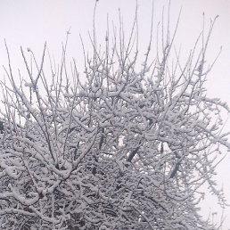 �����, ���������, 36 ���