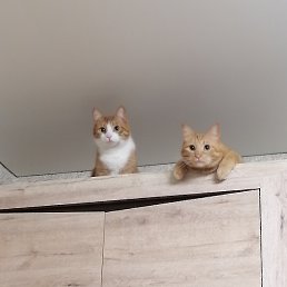 ������ , ����������, 61 ���