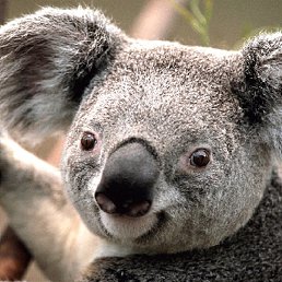 �������, ������, 51 ���