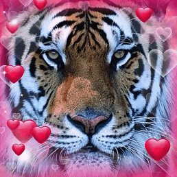 ���, ������, 37 ���