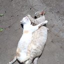 ���� ������, ����� �����, 55 ��� - ��������� 14 ������� 2023 � ������ ���� ����������