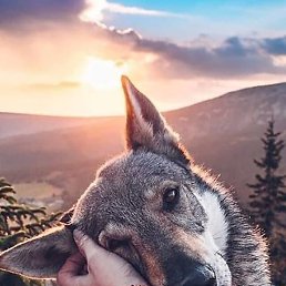 ����, �����-���������, 25 ���